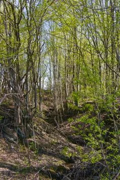 Forest path winding through lush greenery on a sunny day Stock Photos