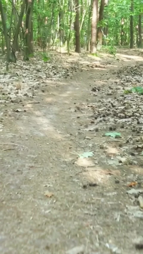 Forest path winding through tall trees with natural lighting and ground movement Stock Footage 313095608