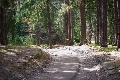 Forest path winding through tall evergreen trees in a sunny woodland. Stock Photos