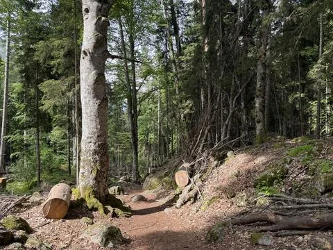 Forest path winding through tall trees with fallen logs and lush greenery in a Stock Photos