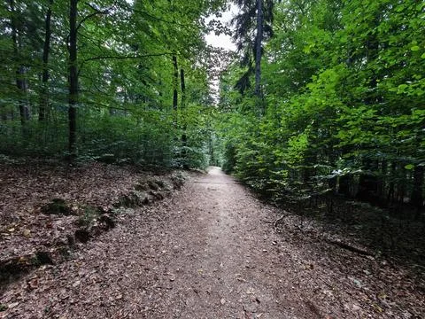 Forest path winds beneath dense green canopy, sunlit dappled light filtering Stock Photos