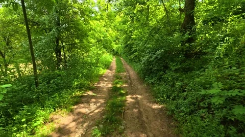 Forest path winds gently through emerald greenery. Vrmdza Lake hike. Serbia Vídeos de archivo 338023051