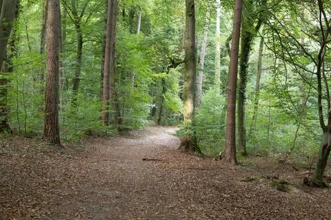 Forest path winds gently through tall trees Stock Photos