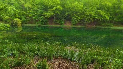 Forest path winds gently toward a calm. Grza River Spring, Serbia Видео 334467054