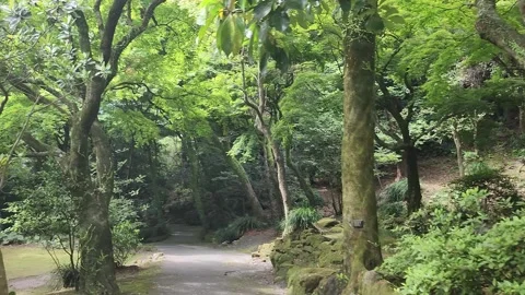 Forest path winds through dense trees 库存影片 337698225
