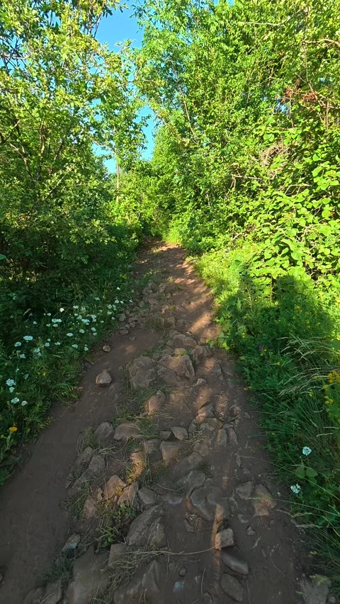 Forest path winds through green undergrowth. Mount Rtanj, Serbia. Vertical Vídeos de archivo 342318511