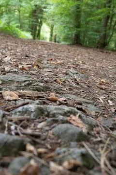 Forest path winds through green trees Stock Photos