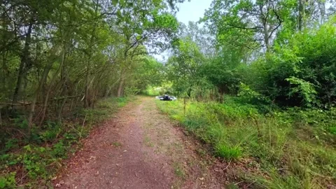 Forest path winds through greenery. Dense trees frame the earthy trail. Wild Stock Footage 347125832