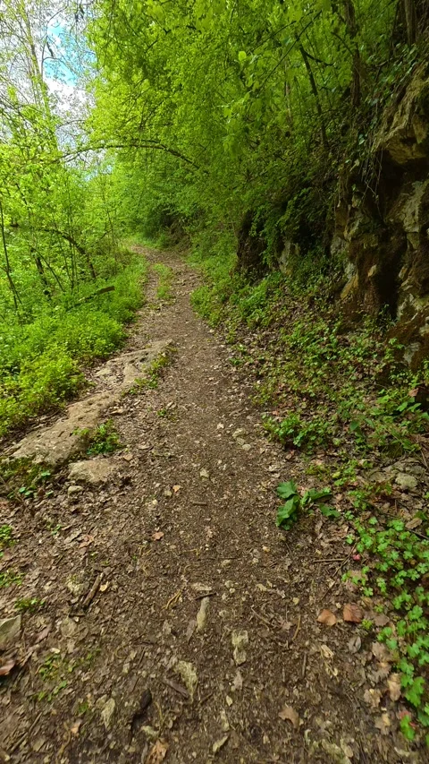 Forest path winds through lush greenery. Gradac River, Serbia. Vertical Видео 334680351