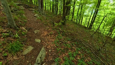 Forest path winds through mossy rocks. Jastrebac Mountain, Serbia. Stock Footage 336024279