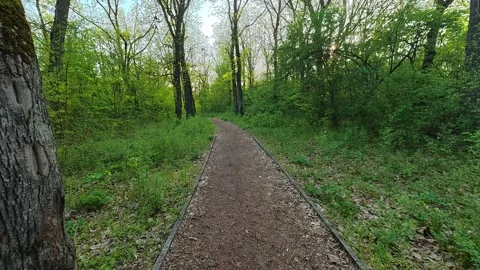 Forest path winds through tall green trees. Sumarice Park, Kragujevac Видео 332888419