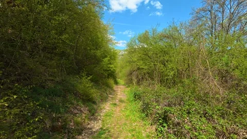 Forest path winds through tall green foliage. Balkan, Eastern Europe, POV Video stock 333589714