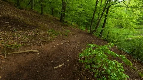 Forest path winds through tall green trees. Grza River Spring, Serbia Видео 334467072