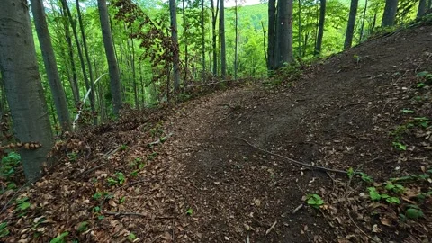 Forest path winds through tall, green trees. Jastrebac Mountain, Serbia. Stock Footage 336023405