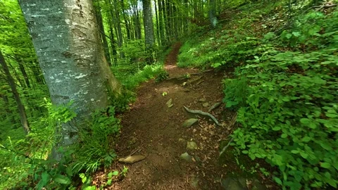 Forest path winds through tall trees. Jastrebac Mountain, Serbia. Stock Footage 336023871