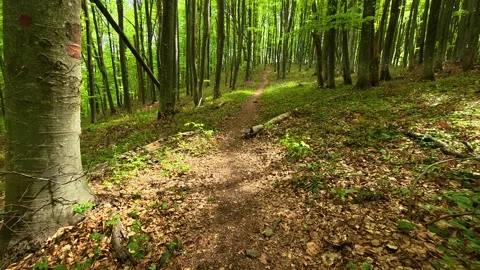 Forest path winds through tall green trees. Jastrebac Mountain, Serbia. Stock Footage 336024576