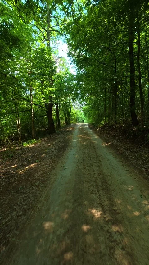 Forest path winds through tall green trees. Vrmdza Lake, Serbia. Vertical Stock Footage 338029985