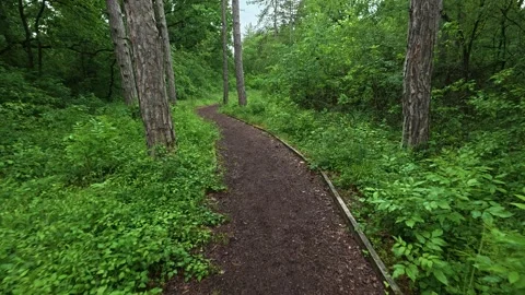 Forest path winds through tall green trees. Sumarice, Kragujevac Stock Footage 340900694