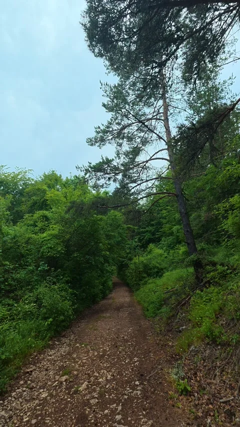 Forest path winds through tall green trees. Kozji Kamen area, Vertical 스톡 동영상 341881899