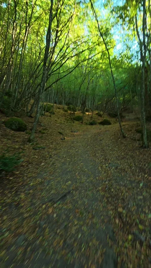 Forest path winds through tall green trees. Boracki krs Serbia Vertical 動画素材 345005891