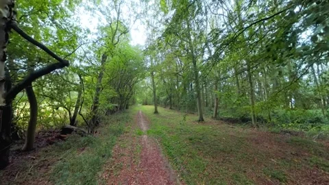 Forest path winds through tall green trees. Dappled light filters through the Stock Footage 347125876