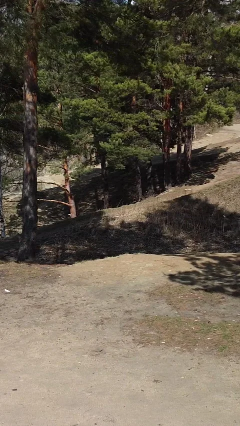 Forest path winds through tall pine trees 動画素材 347499317