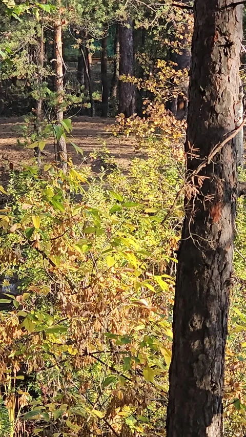 Forest path winds through tall pines and birches 動画素材 347671486