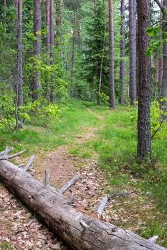 Forest path winds through tall pine trees 스톡 사진