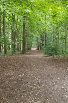Forest path winds through tall green trees Stock-Fotos
