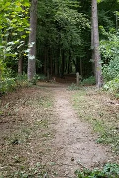 Forest path winds through tall, leafy trees Stock Photos
