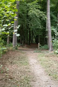 Forest path winds through tall trees Stock Photos