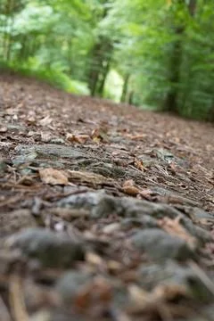Forest path winds through thick green undergrowth Stock Photos