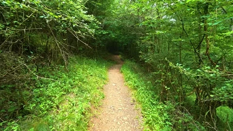Forest path winds through vibrant greenery. Gradasnica River Canyon, Serbia Vídeo Stock 341962079