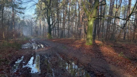 A forest path in winter with a lot of puddles. Video stock 219465631