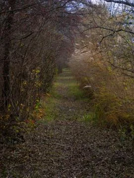 Forest path in winter Stock Photos