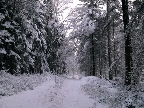 Forest path in winter with trees covered in snow Stock Footage 342543671
