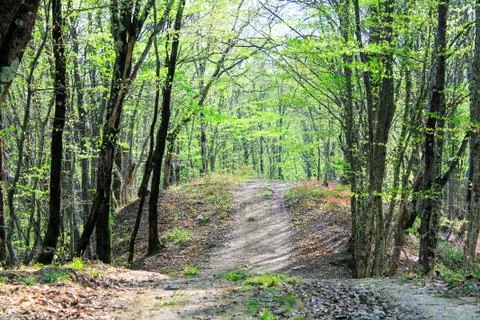 Forest path without people among the trees. Selective focus Stock Photos
