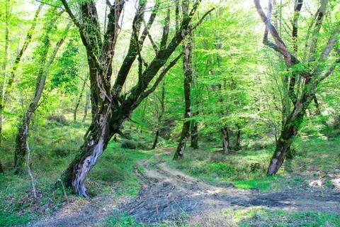 Forest path without people among the trees. Selective focus Foto stock