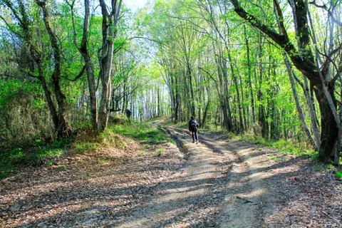 Forest path without people among the trees. Selective focus Foto stock