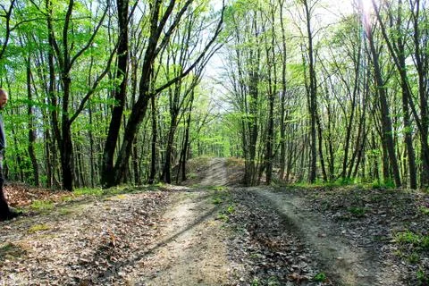Forest path without people among the trees. Selective focus Foto stock