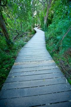 Forest path wooden deck Stock Photos