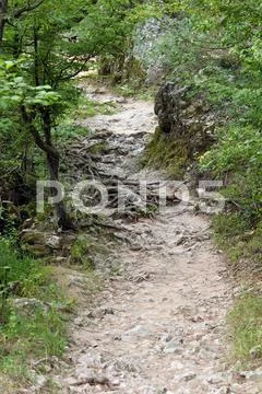 Forest path.JPG Stock Photos