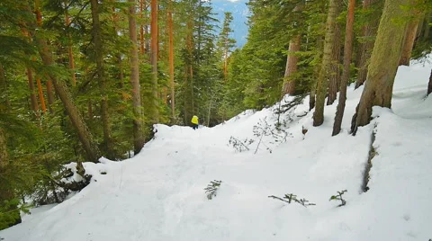 Forest paths with receding figures of tourists Stock Footage 50765833