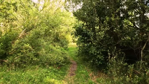 Forest paths on the recreation island. Vídeos de archivo 255709771