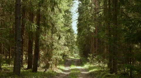 Forest paths. Smooth, slow slider shot. Clean and bright daytime (middle shot). Stock Footage 64951654