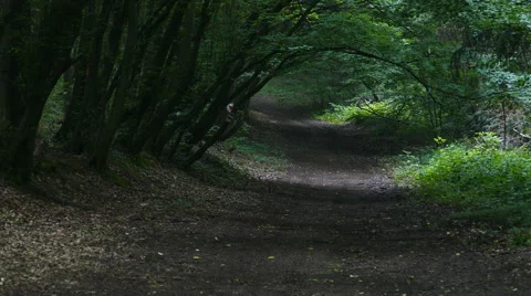 Forest pathway, 4K Stock Footage 67439344