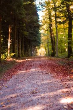 Forest pathway in autumn Stock Photos