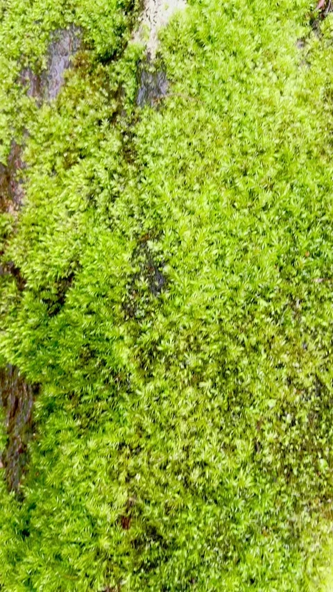 Forest pathway beside moss covered fallen log Stock-Footage 335431319