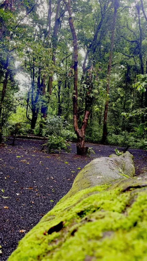 Forest pathway beside moss covered fallen log Stock Footage 335431349