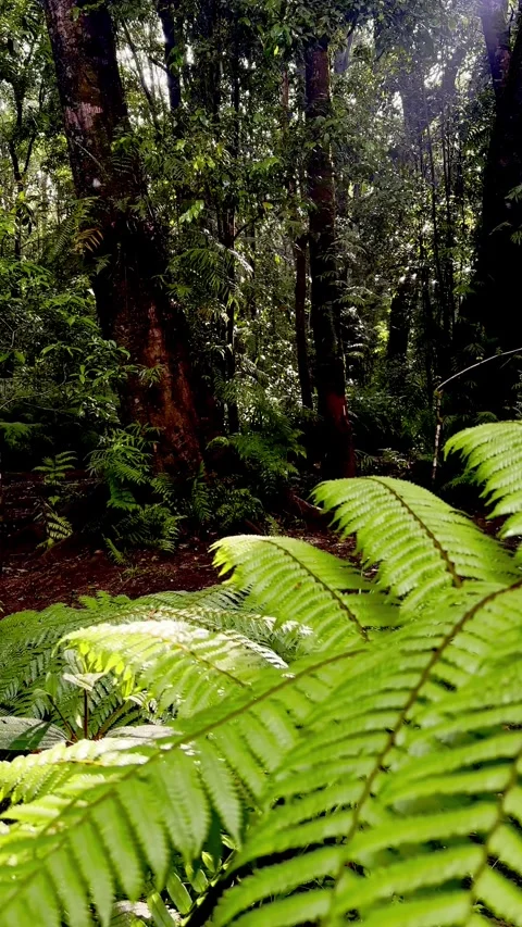 Forest pathway beside moss covered fallen log Stock Footage 335431367